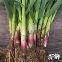 蒜苗( 新鲜)