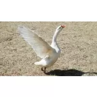 大白鹅一批(23.8元/kg*2.5kg)