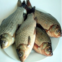 鲫鱼一批(cj)23.1元/kg*1.5kg