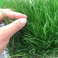 西亚斯四季常青狗牙根果岭草耐寒绿化草种子-草籽 美国矮生四季青 50斤