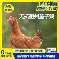 蛋鲜森徽州无抗童子鸡900g±50g/只清蒸白切活鸡现杀急冻保鲜整鸡净膛 1只装