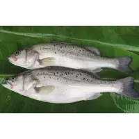 鲈鱼一批(37.4元/kg*3.3kg)