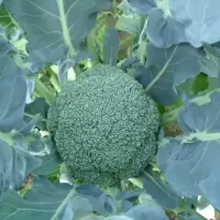 甘兰( 新鲜)