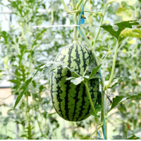 麒麟西瓜(新鲜)