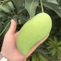 鹰嘴芒(新鲜)