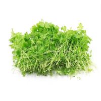 鑫牧盟 芹菜苗/斤