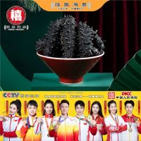 筱岛禧系列特级海参干货 大连淡干辽刺参天然底播礼盒