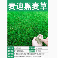 黑麦草净籽进口草种子5斤 [耐寒耐冻]