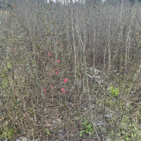 铁树海棠 高0.8-1米