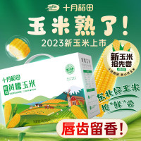 十月稻田 鲜食黄糯玉米2.2kg(220g*10) 东北黄甜糯玉米