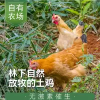 苏宁宜品推荐武夷一方田土鸡农家散养跑地鸡走地鸡新鲜现杀高品质净膛跑山土鸡整鸡净重2.3斤