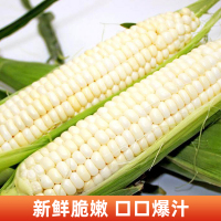 [西沛生鲜]新鲜云南白糯玉米 净重5斤 黏玉米甜糯玉米袋装粘玉米黄糯玉米现摘