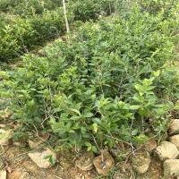 油茶树苗 规格:35cm 单位:颗