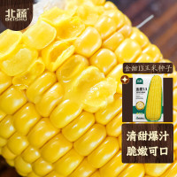 玉米种子 金甜13玉米 100粒/袋