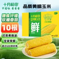 十月稻田 黄糯玉米4.4斤(220g*10根) 东北糯玉米 低脂礼盒 早餐杂粮