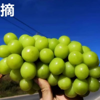 企采严选 阳光玫瑰葡萄香印青提子新鲜当季水果礼品3斤