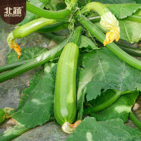 白玉丝瓜种子 2g/袋