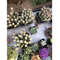 苏宁宜品推荐带盆多肉品种随机