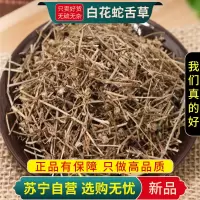 白花蛇舌草100克干货百花蛇舌草半枝莲铁树叶大枣泡水甄选白花蛇舌草