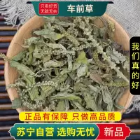 车前草100克干货正品新货官方店牛舌草甜菜地胆头七星草五根车轱辘草