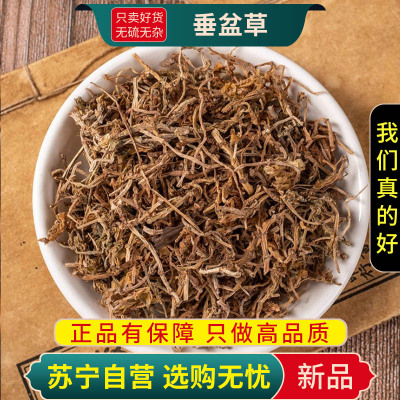 垂盆草100克干货正品狗牙草佛指甲瓜子狗牙瓣官方店煮水泡茶另售蒲公英