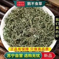 甄选鹅不食草100克正品干货煮水泡茶鹅不吃草干草鹅不食草正品新货