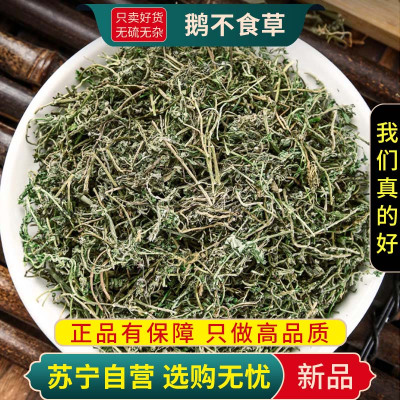 甄选鹅不食草100克正品干货煮水泡茶鹅不吃草干草鹅不食草正品新货