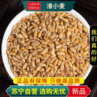 甄选淮小麦100克干货正品小麦干货新货正品煮水泡茶原材料另售甘麦大枣