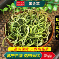 甄选黄金草100克干货正品新货正品官方店黄金草煮水泡茶化石草茶叶