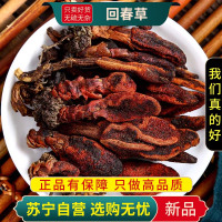 甄选回春草100克不老草干货袋装新货正品列当回春草草苁蓉干货泡酒
