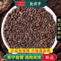 甄选女贞子100克干货正品新货冬青子正品干货泡水泡酒另售黄精