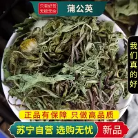甄选蒲公英100克蒲公英整颗干草精选新货蒲公英茶婆婆丁煮水泡茶