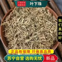 甄选叶下珠100克干货正品煮水泡茶叶下珠茶珍珠草龙珠草鱼鳞草夜合草