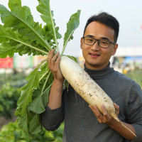 寿禾春白玉萝卜种子10g*5包