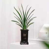 花点时间(Reflower)君子兰1盆