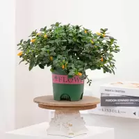 花点时间(Reflower)金鱼吊兰2盆