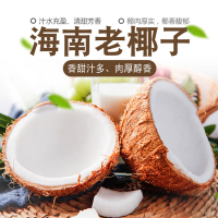 [熊猫鸟]海南小毛椰 2个装 新鲜椰子 当季热带水果 汁水充沛