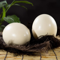 [熊猫鸟]顺丰快递 新鲜鸵鸟蛋 3斤/个 食用超大蛋可 鲜蛋送礼雕刻 大蛋