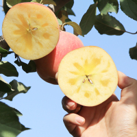 墨玉县新疆富士苹果香甜可口 2.5kg/箱