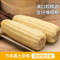 北纬47°(BEIWEI) 白甜糯玉米4.4斤(220g*10穗 )低脂玉米糯玉米白糯玉米早餐代餐