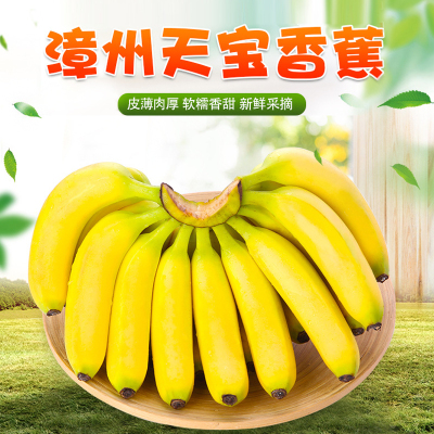 [西沛生鲜]福建天宝香蕉 净重5斤 箱装 新鲜当季水果 香甜软糯 孕妇宝宝辅食