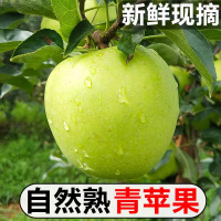 [西沛生鲜]云南新鲜青苹果 净重5斤 中果 单果65-70mm 脆甜可口