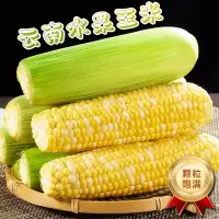 [西沛生鲜]新鲜水果玉米 净重9斤 单根150g+ 现摘带皮甜玉米农家金银水果玉米棒子鲜嫩黄玉米