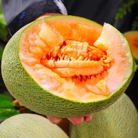 [西沛生鲜]新鲜哈密瓜 净重8.5斤 1-3个 应季水果 新鲜甜瓜 鲜果