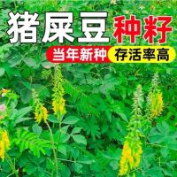 猪屎豆种子 护坡固土种子 单位/斤