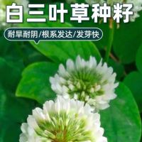 白三叶草籽 耐寒耐旱绿化种子 单位/斤