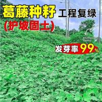 葛藤草籽 多年生护坡固土灌木草种籽边坡绿化复绿爬藤植物草籽 单位/1kg