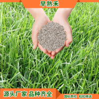 早熟禾种子 公园绿地草坪速生 四季常青免修剪 耐旱固土草坪草籽 单位/1kg