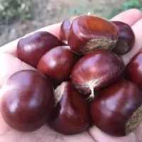 板栗生新鲜迁西生板栗生板栗仁毛栗子 五斤大(每斤50粒左右)