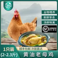 [苏鲜生推荐]三物纪 正宗皖南黄油老母鸡2-2.3斤/只 1只装 新鲜现杀整鸡净膛冷冻竹林慢养鸡走地鸡